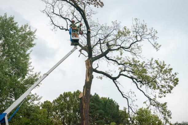 How Our Tree Care Process Works  in Luxemburg, WI