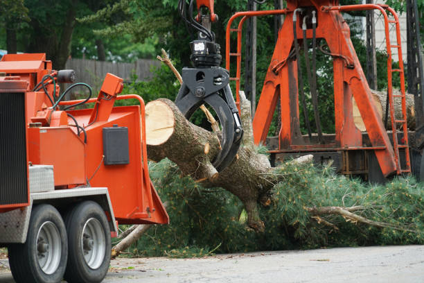 Reliable Luxemburg, WI Tree Services Solutions